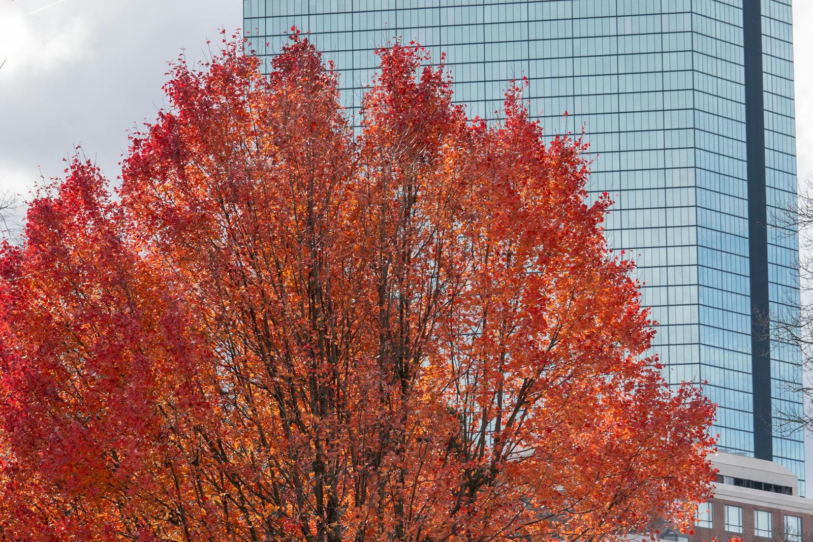 Boston skyline in autumn